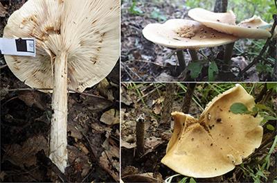 Phylogenetic Analyses of Some Melanoleuca Species (Agaricales, Tricholomataceae) in Northern China, With Descriptions of Two New Species and the Identification of Seven Species as a First Record